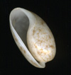 Shell1