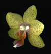 Orchid