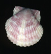 Shell2