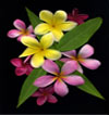 Frangipani