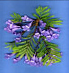 Jacaranda